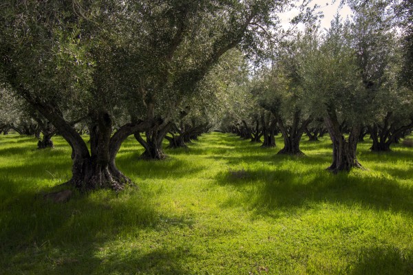 Spring in the Olive Orchard by Frank Wilson